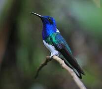 White-necked Jacobin