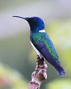 White-necked Jacobin