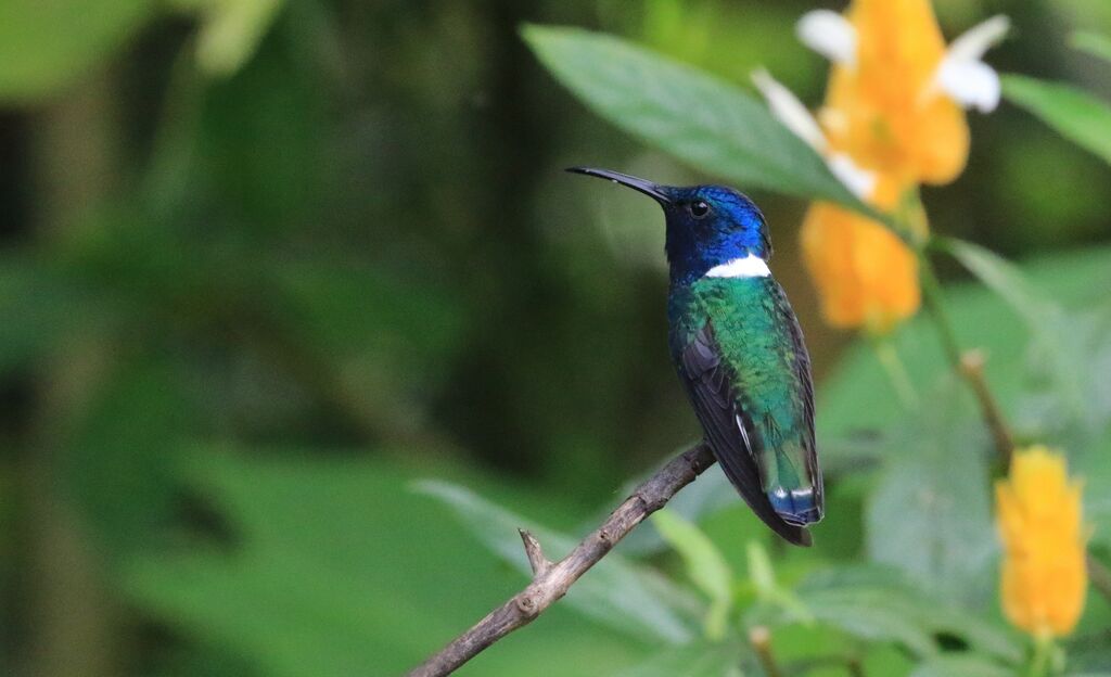 Colibri jacobin