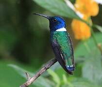 White-necked Jacobin