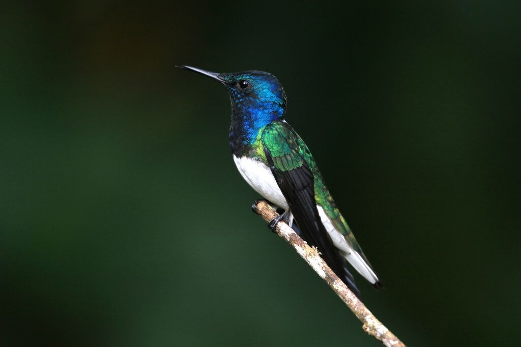 White-necked Jacobin male