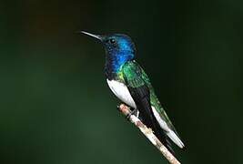 White-necked Jacobin