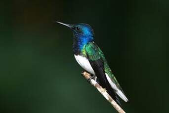 Colibri jacobin