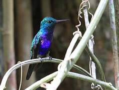 Violet-bellied Hummingbird (feliciana)