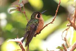 Colibri moucheté