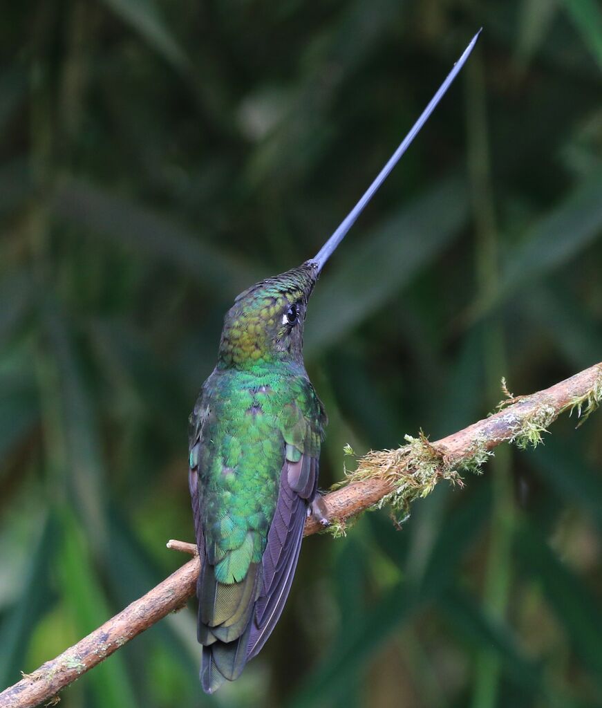 Sword-billed Hummingbird