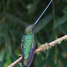 Colibri porte-épée