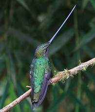 Colibri porte-épée