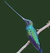 Sword-billed Hummingbird