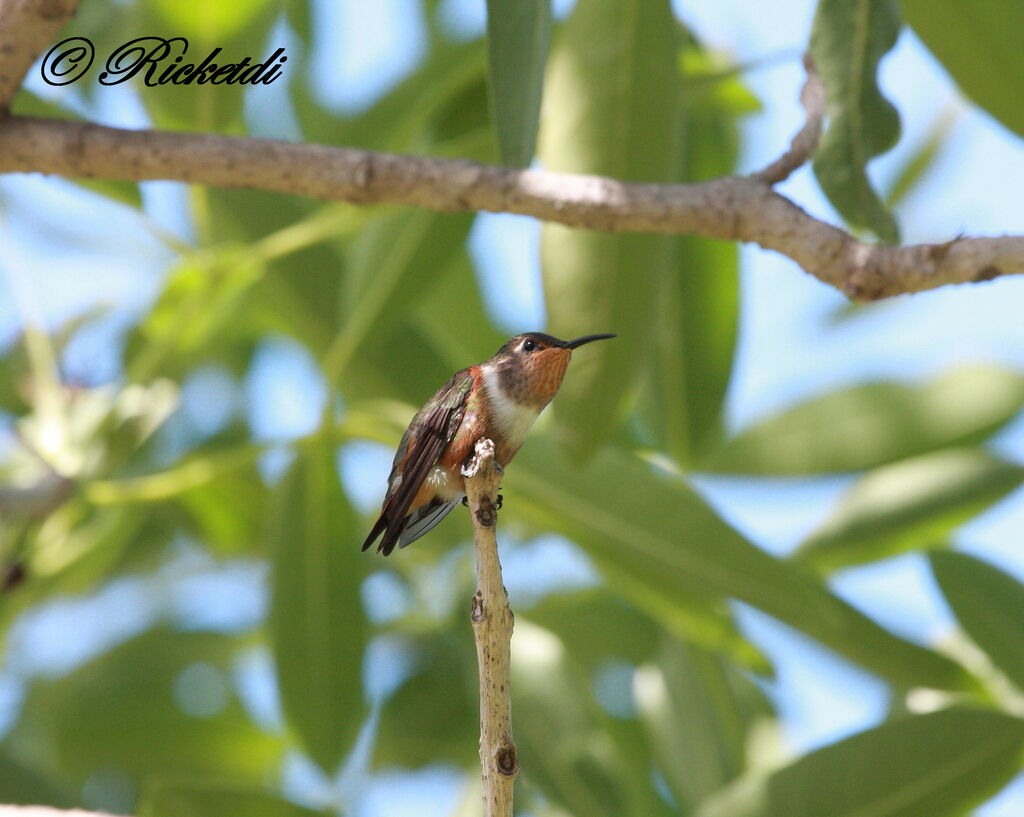 Colibri roux