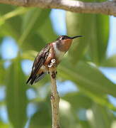 Rufous Hummingbird