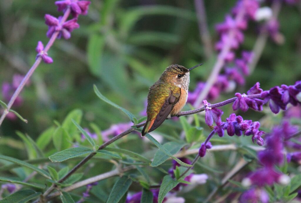 Scintillant Hummingbird