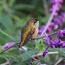 Colibri scintillant