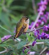 Colibri scintillant