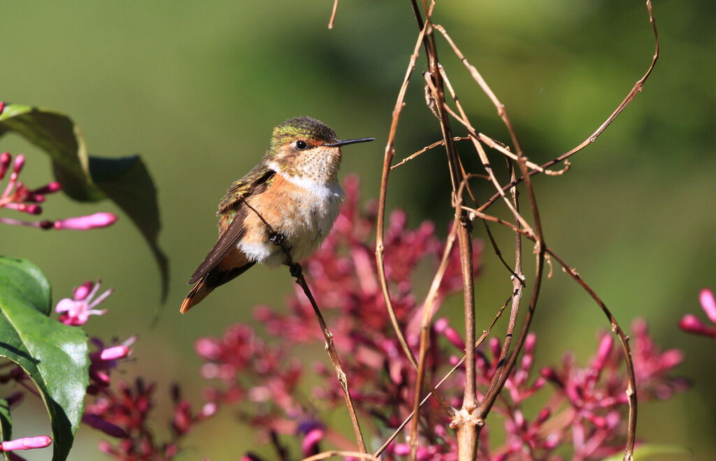 Scintillant Hummingbird