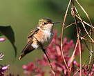 Colibri scintillant