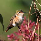 Colibri scintillant