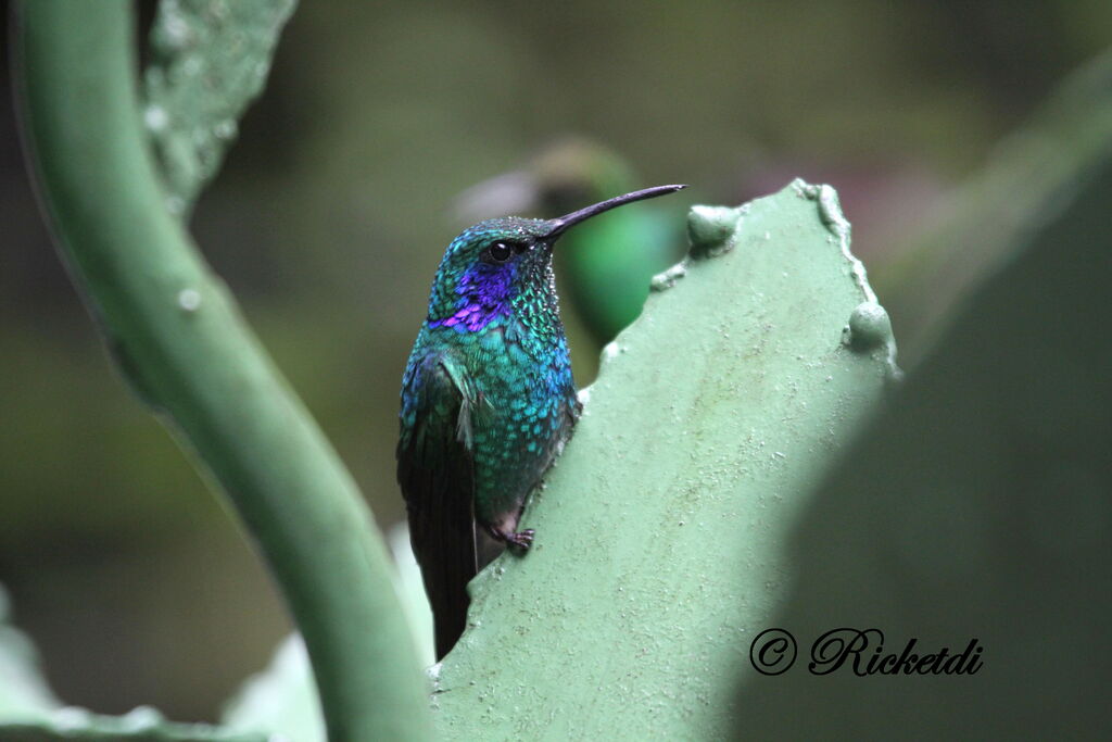 Mexican Violetear