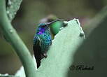 Colibri thalassin