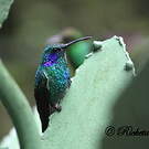 Colibri thalassin