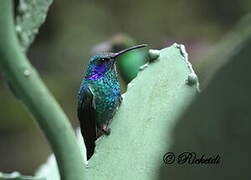 Mexican Violetear