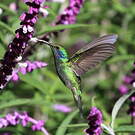 Colibri thalassin