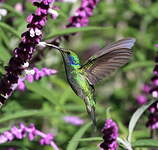 Colibri thalassin