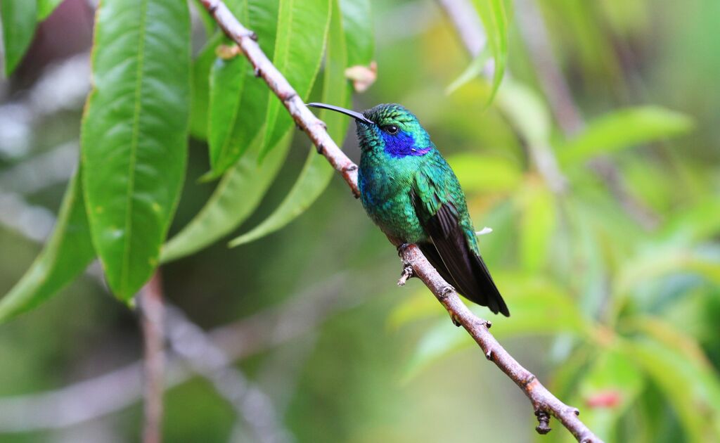 Colibri thalassin