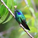 Colibri thalassin