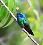 Colibri thalassin