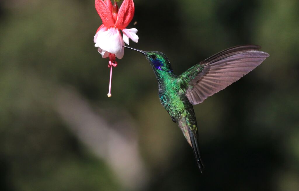 Mexican Violetear