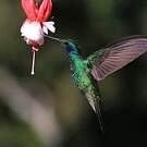 Colibri thalassin