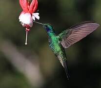 Mexican Violetear