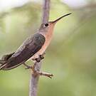 Colibri trompeur