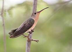 Buffy Hummingbird