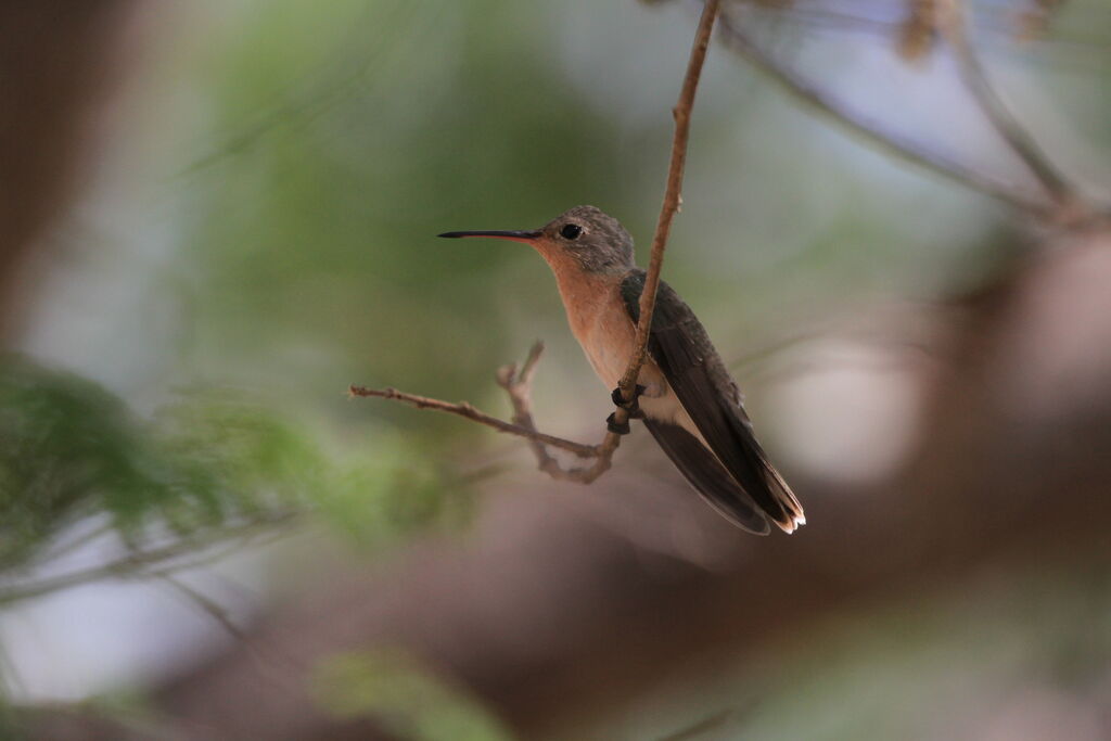 Buffy Hummingbird