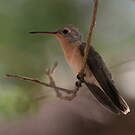 Colibri trompeur