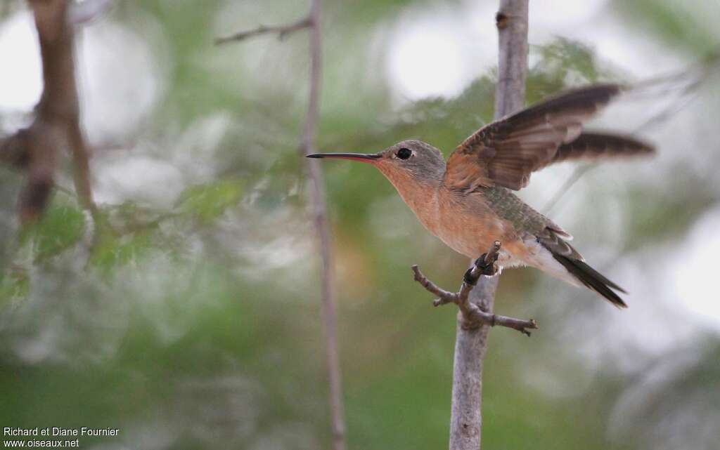 Buffy Hummingbird male adult, pigmentation