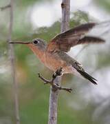 Buffy Hummingbird