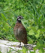 Northern Bobwhite