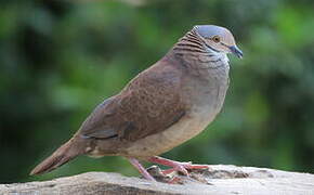 White-throated Quail-Dove