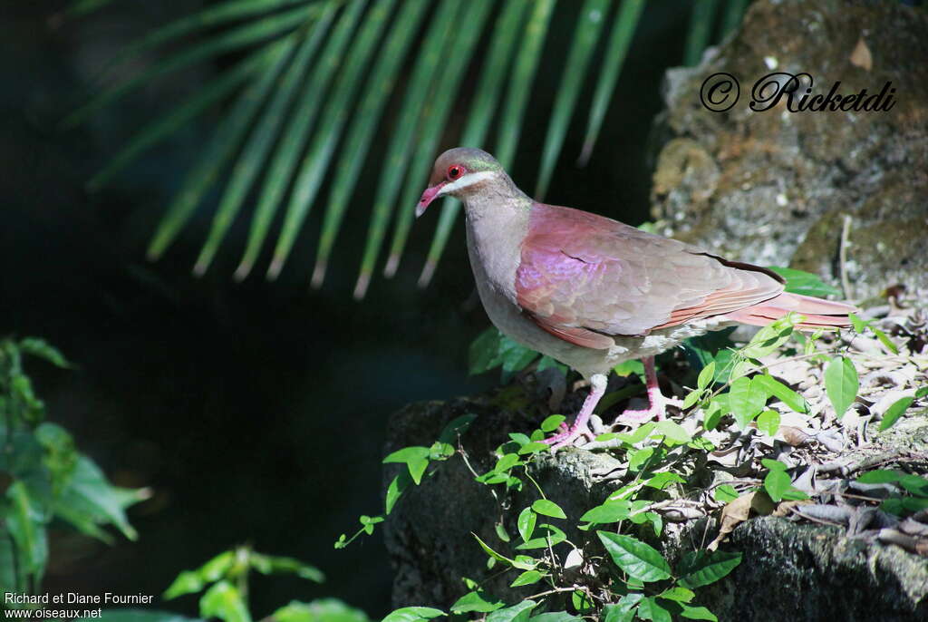 Key West Quail-Dove