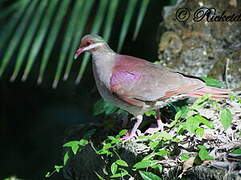 Key West Quail-Dove