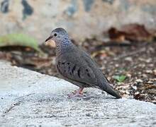 Common Ground Dove