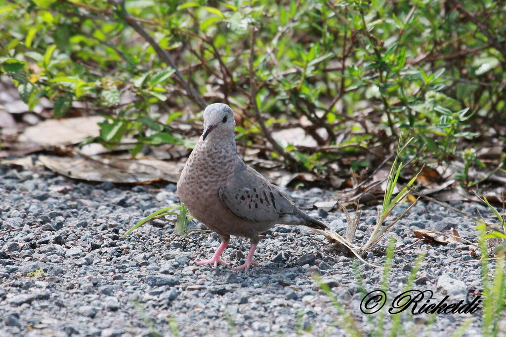 Common Ground Dove