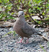 Common Ground Dove