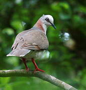 Caribbean Dove