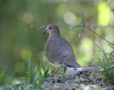 White-tipped Dove