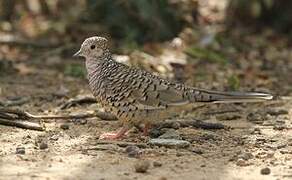 Scaled Dove