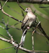 Inca Dove